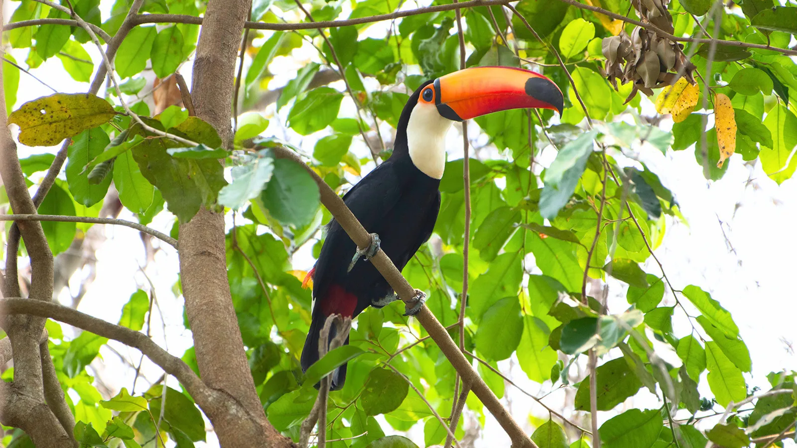 Toucan in Madidi Nation Park