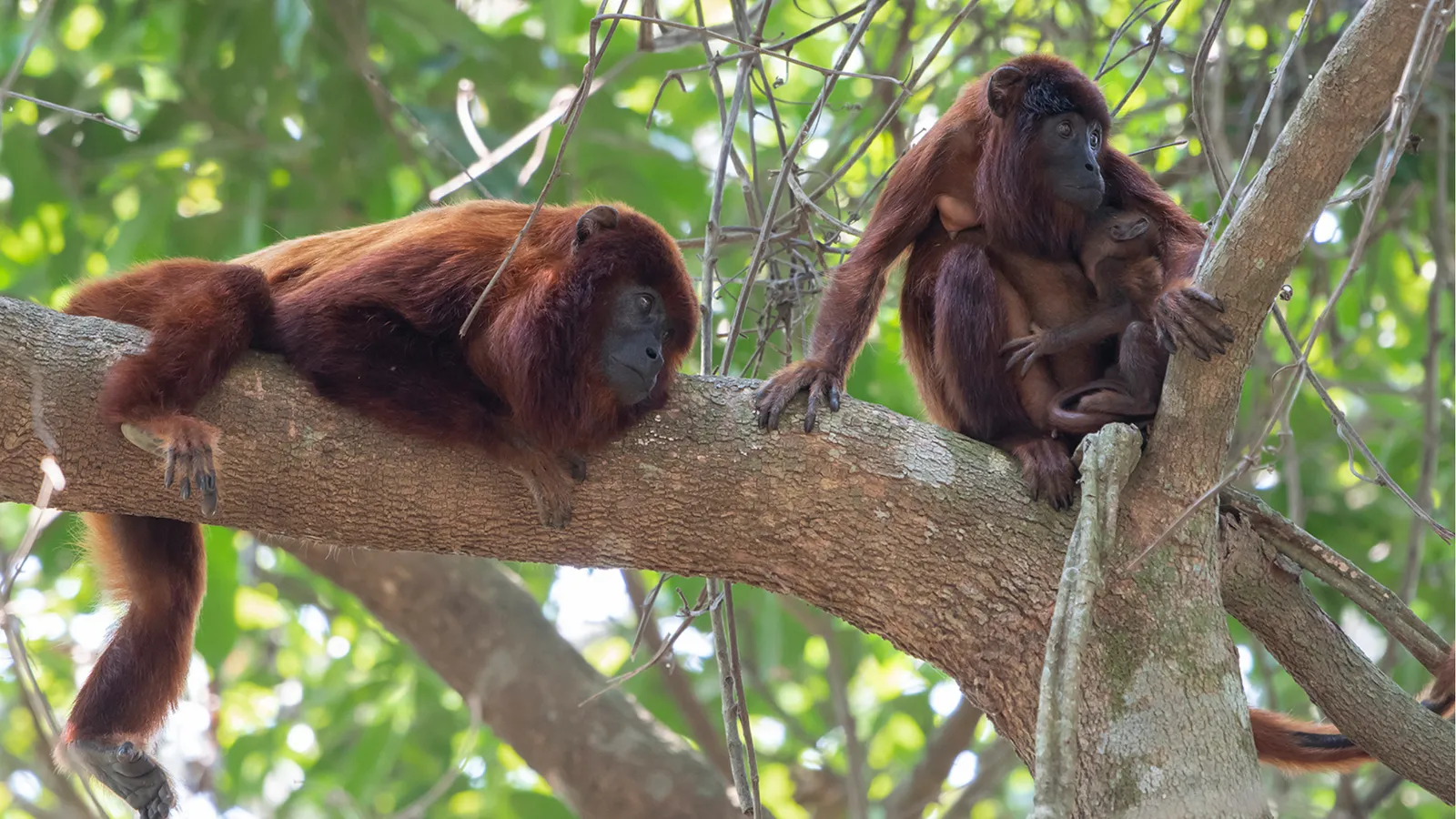 Howler monkeys in Madidi National Park