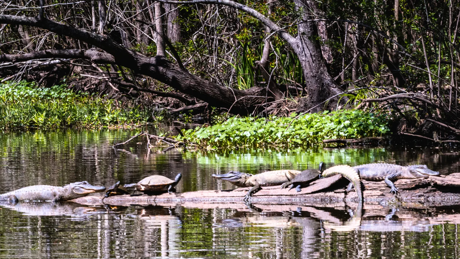 Petas in Yacuma River and Caimans