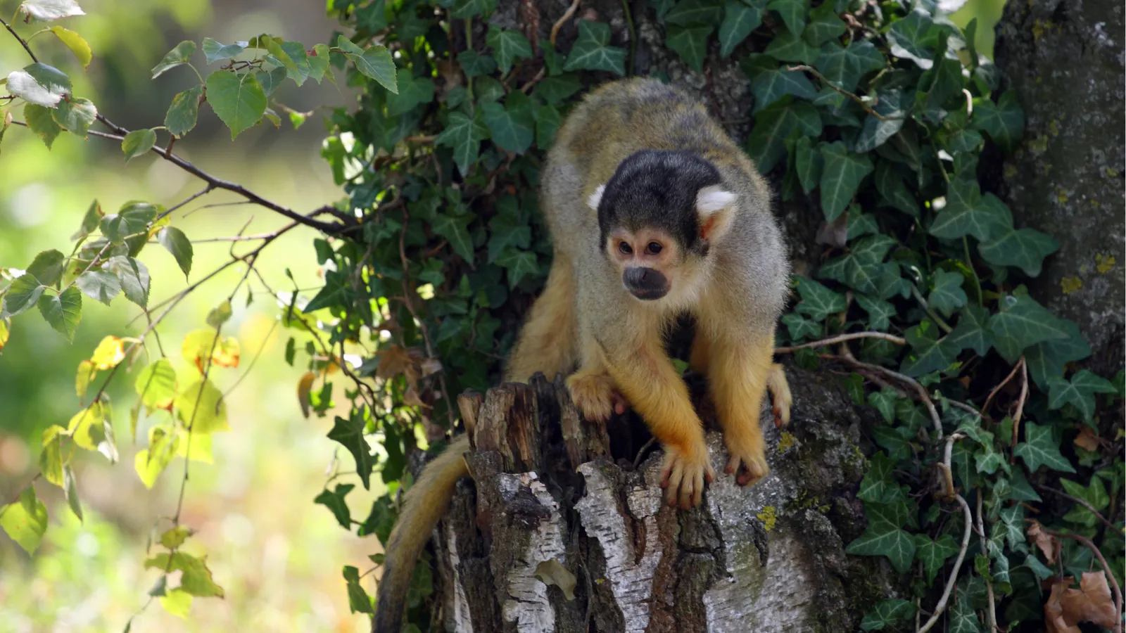 Yellow little monkeys