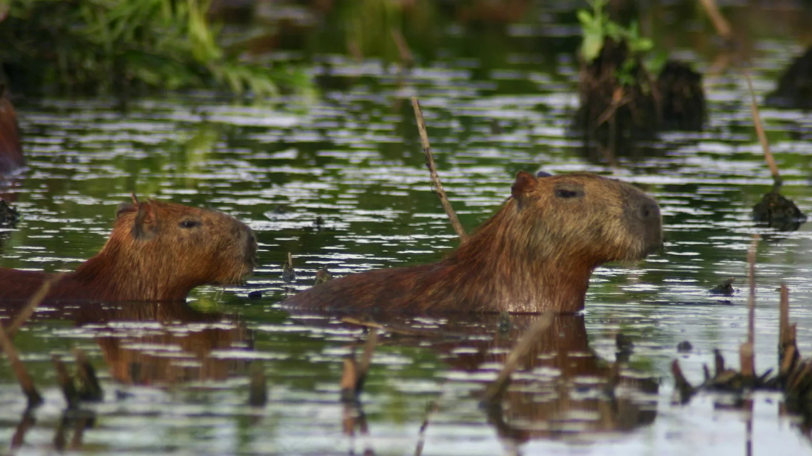 Capybaras in Rurrenabaque Bolivia tours