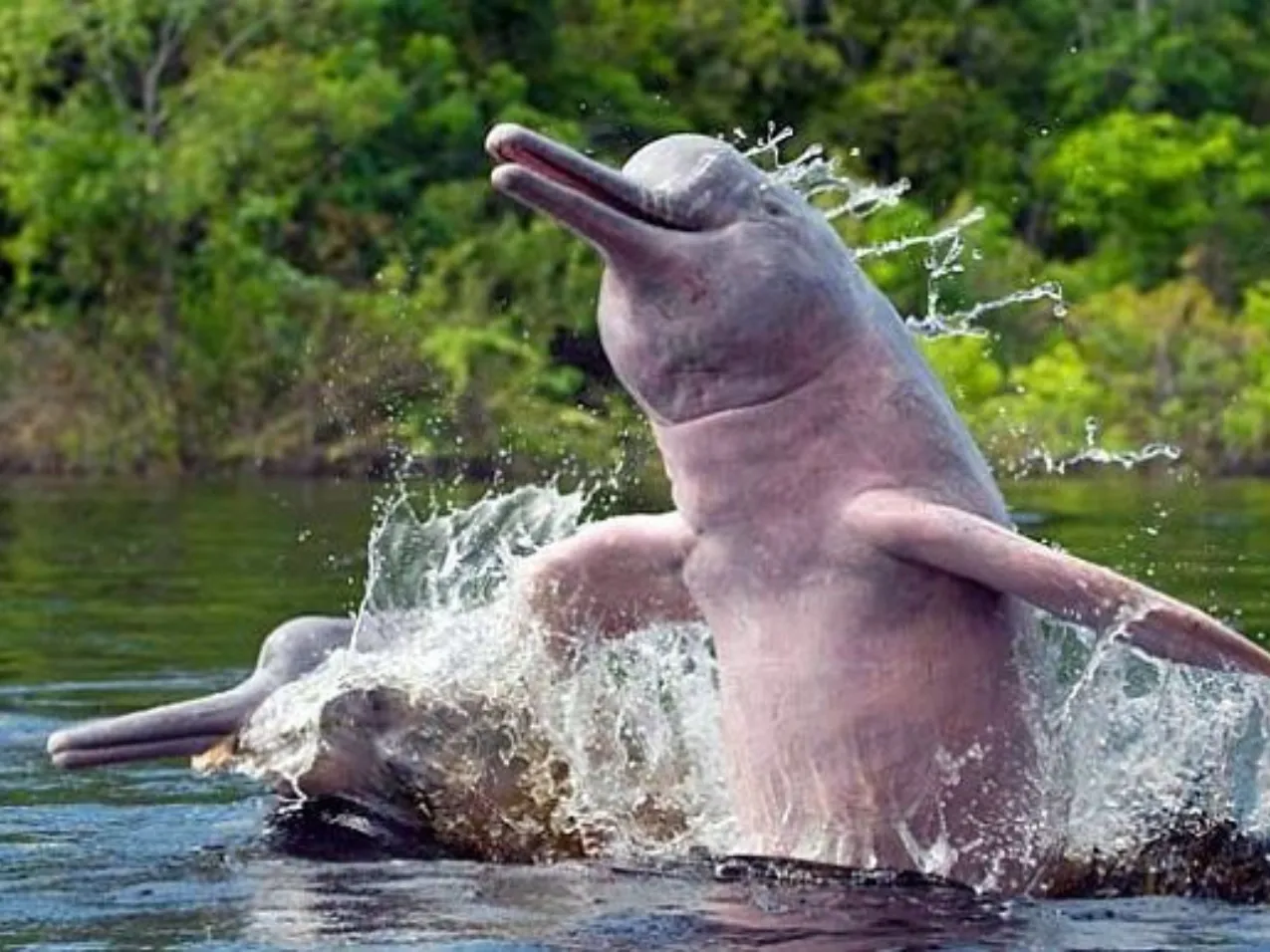 Swim with Pink Dolphins