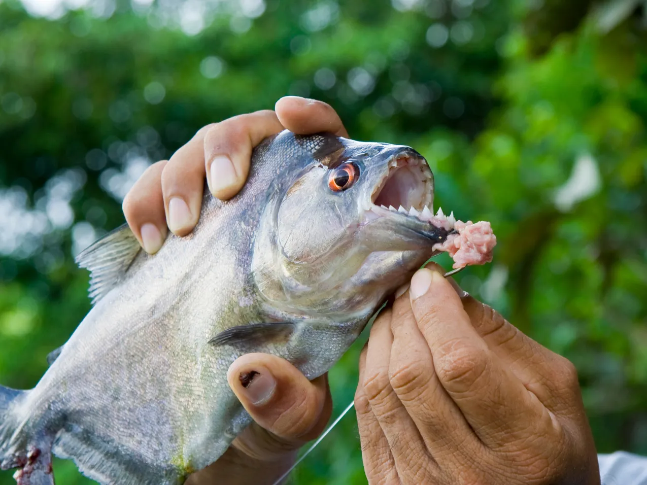 Piranha Fishing