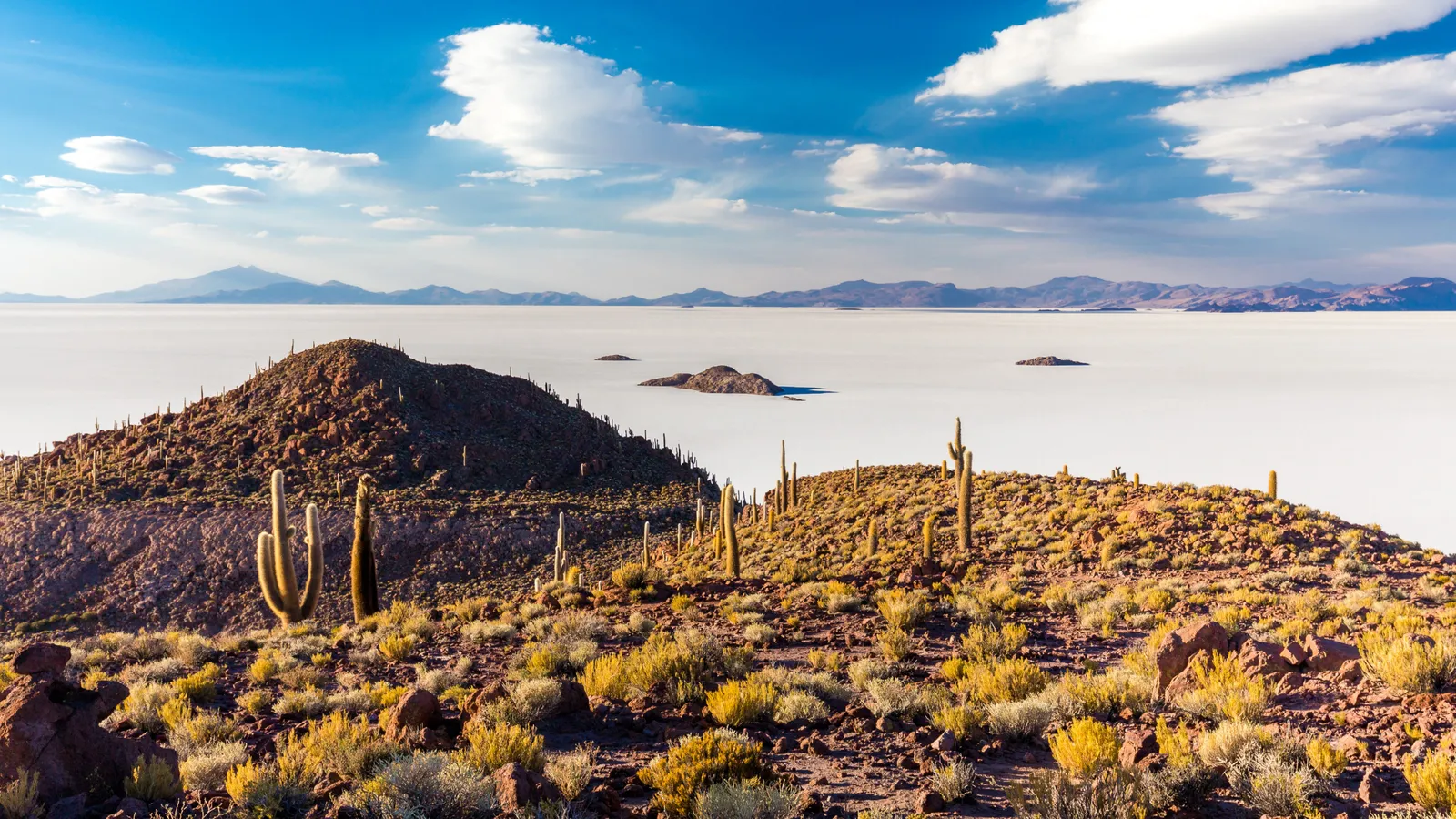 Incahuasi Island - Giant cactus