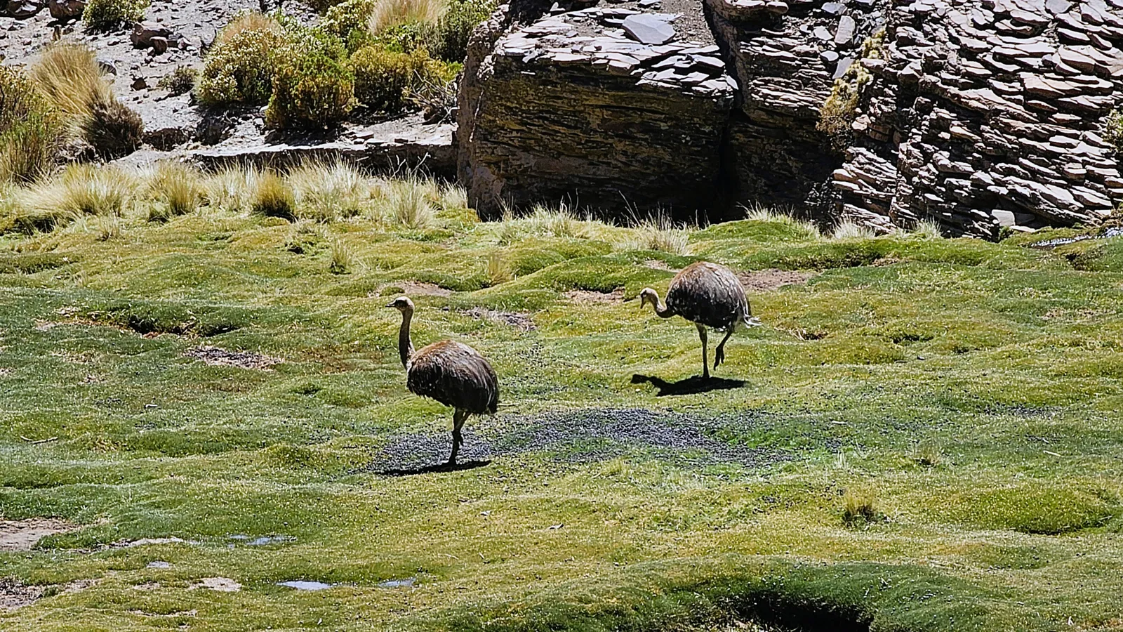 Eduardo Avaroa Reserve Fauna