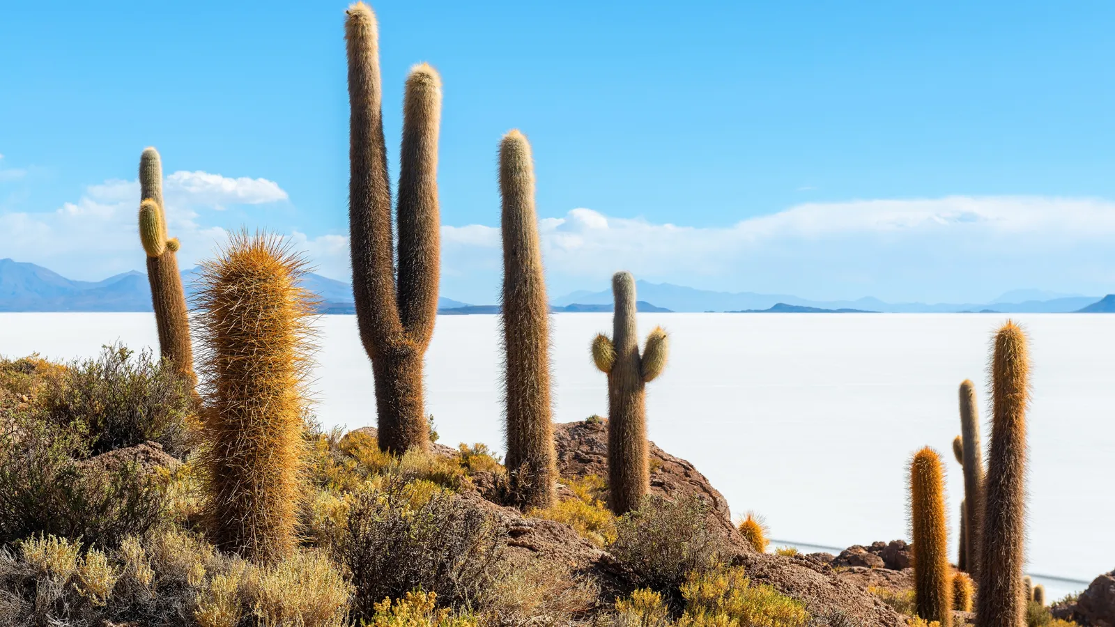 Incahuasi Island - Giant cactus